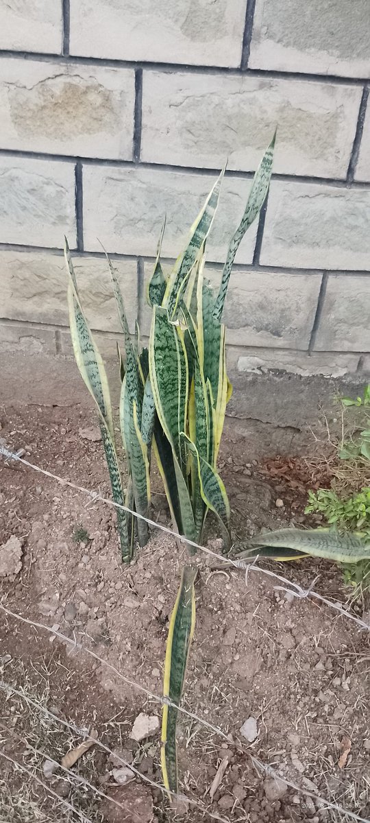 FVanginkel's tweet photo. @Honeyfarsafi Look for the rhizome of snake plant, squeeze it and add 2 drops to both years until you get well. https://t.co/UebKeIfKFx