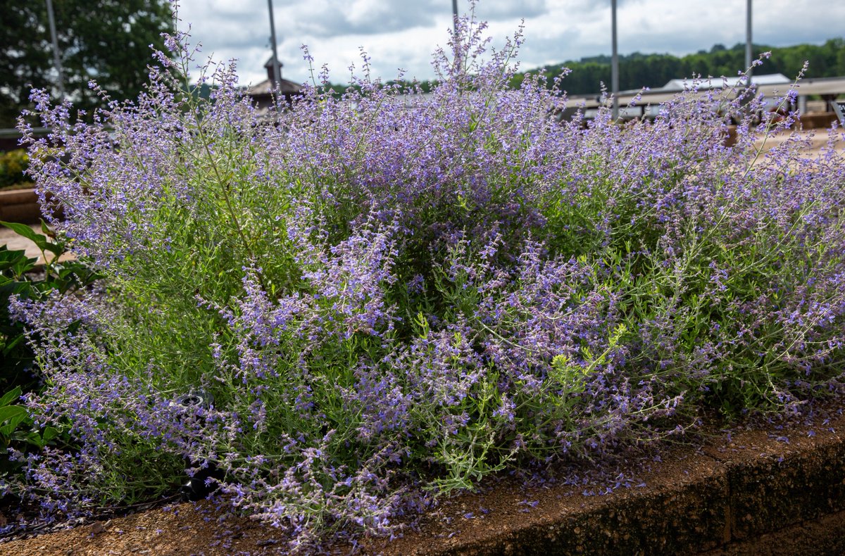 MetrolinaGreenhouses tweet media