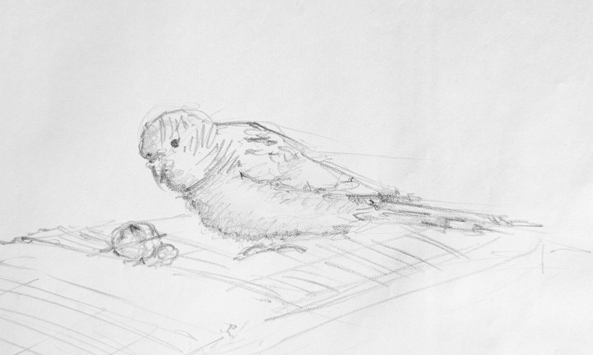 valhattan's tweet image. a parakeet serenading a shiny bell #dessiner