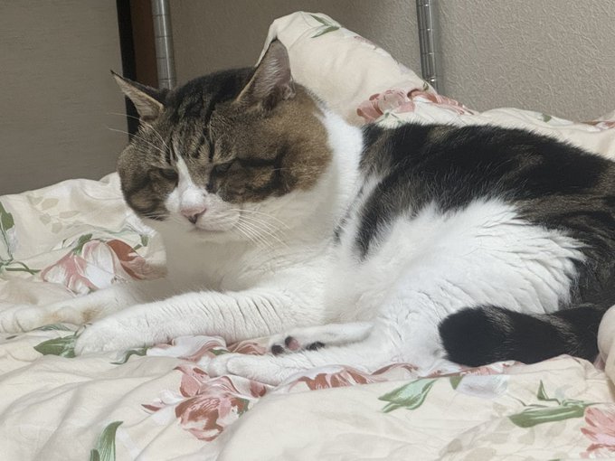 Twitterのコスプレ画像17