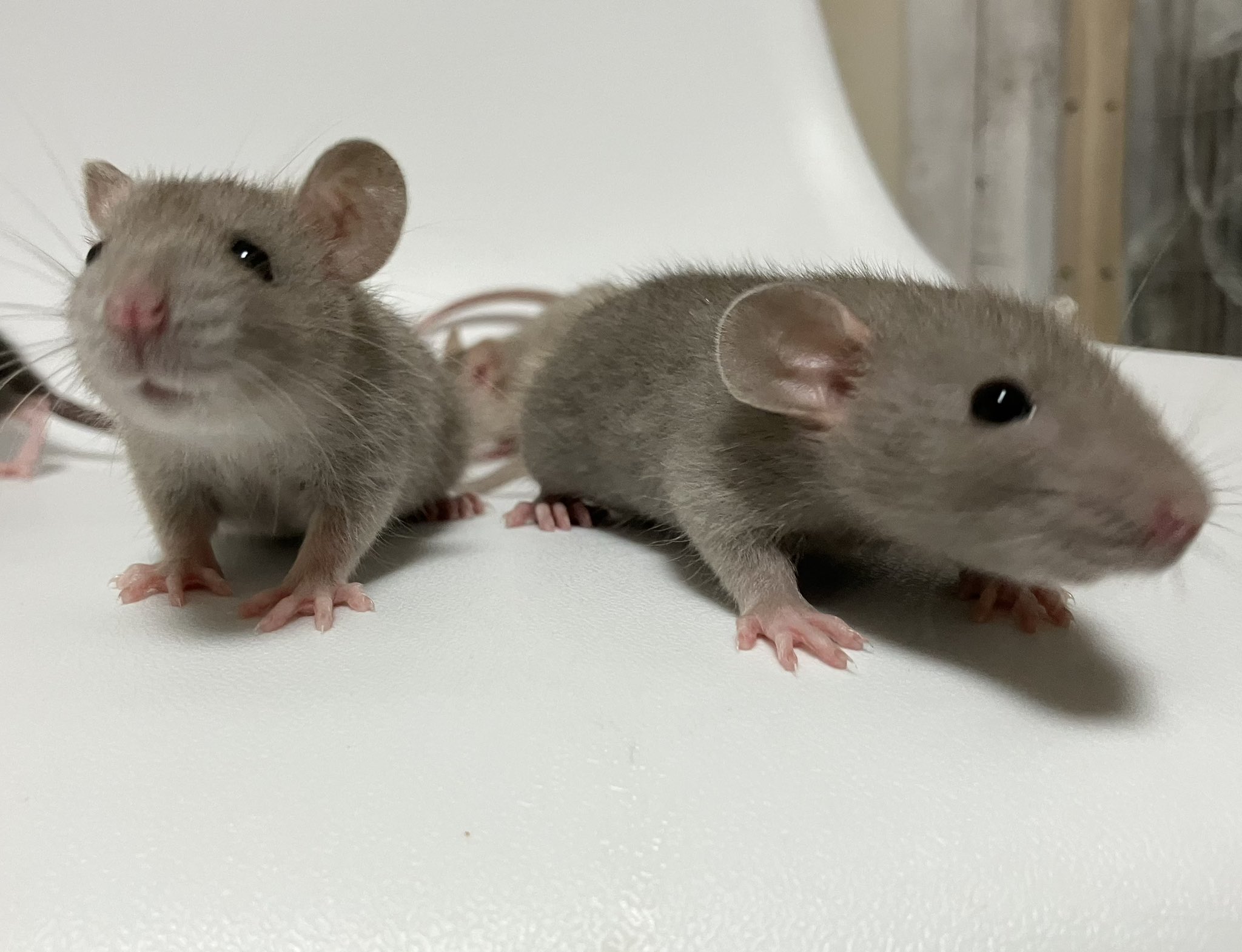 ラットのおうちran run Rat 横浜中華街 on X: 