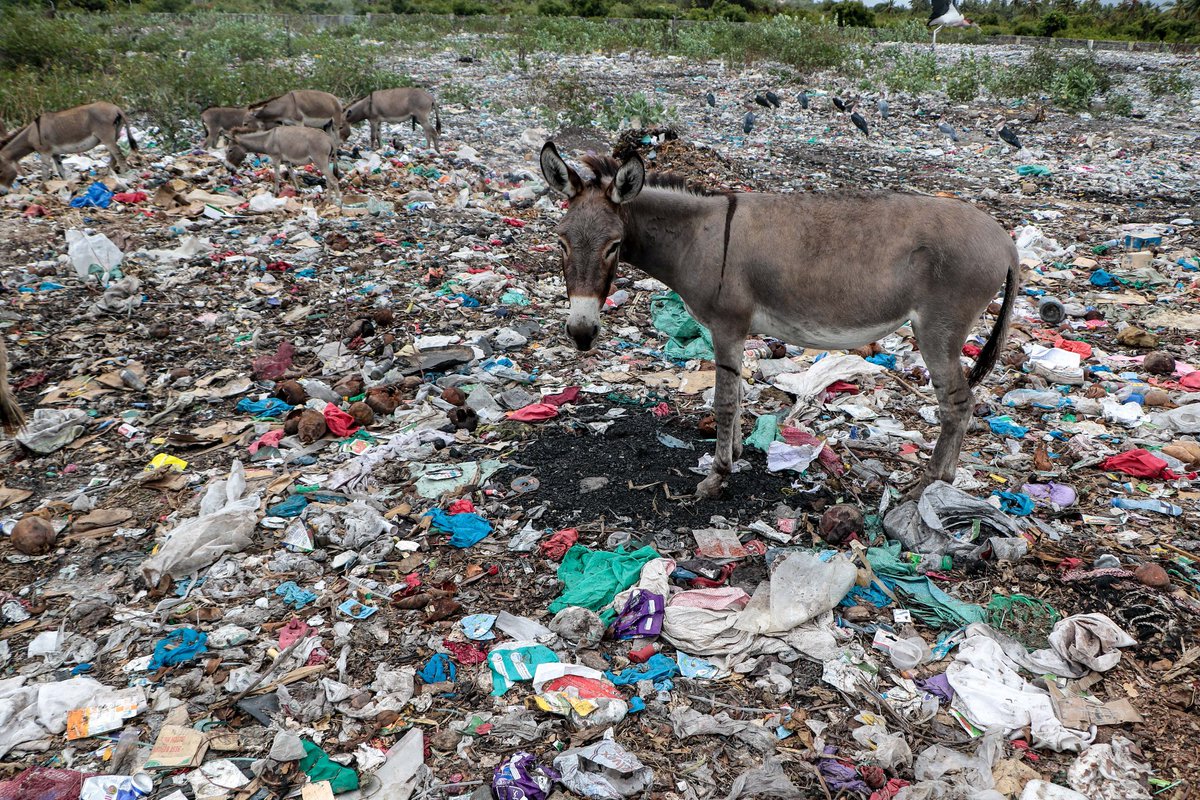 Single-use plastic waste makes solid waste management an uphill task in struggling economies. Even with limited resources stretched to the maximum, the sheer volume and persistence of plastics overwhelm collection systems, pollute the environment, and threaten both wildlife and