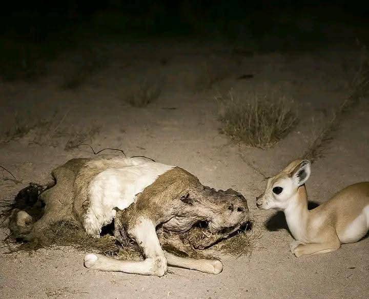 غزال صغير كان يختفي في الليل و يظهر في الصباح! 
مما دفع صاحبه لمراقبته ليعرف اين يذهب 

فوجده عند غروب الشمس يذهب عند امه الجثة الهامده!
و ينام بجانبها
"المشاعر ليست حكرا على البشر "سبحان الله 
بعض الحيوانات احن وارحم من بعض البشر ... !!