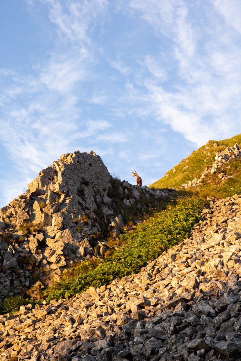 Les Rois du Massif du Sancy 😍
Au détour d'une balade, en famille ou entre amis, prenez le temps d'observer chamois, marmottes ou encore mouflons ! 
Toutes nos balades coup de cœur juste ici : sancy.com/pratique/telec….