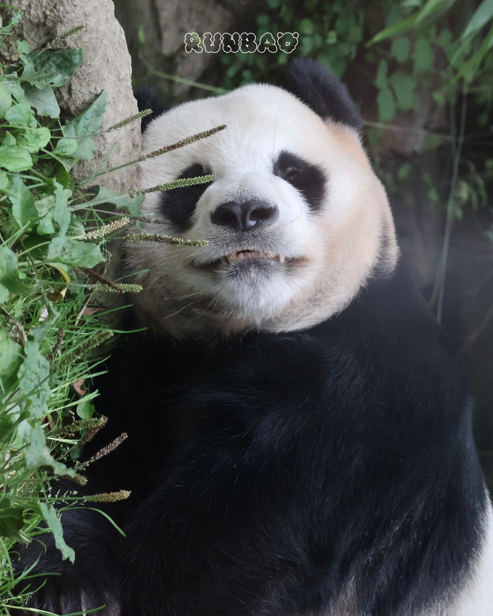 ▆▎250708 🫧💚 #러바오 #lebao