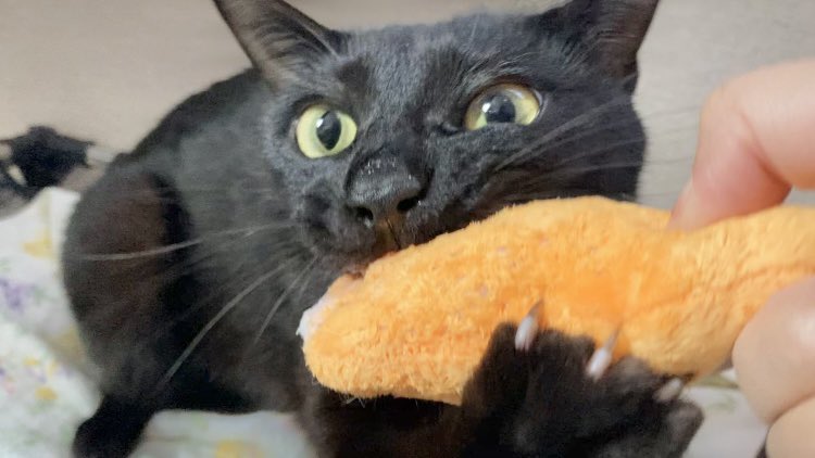 新しいおもちゃをすっかり気に入ったおれ
#黒猫