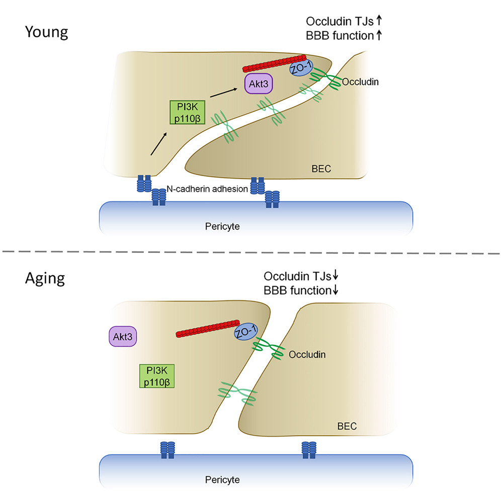 CMIN (@icahncmin) on Twitter photo A new study from researchers Quinn Lee, et al. <a href="/uiccom/">University of Illinois College of Medicine</a> "reveals how the #BloodBrainBarrier gets leakier with age, contributing to memory deficits. The study uncovered the molecular mechanisms behind this process." Learn More <a href="/CellReports/">Cell Reports</a> 👉 cell.com/cell-reports/f… A new study from researchers Quinn Lee, et al. <a href="/uiccom/">University of Illinois College of Medicine</a> "reveals how the #BloodBrainBarrier gets leakier with age, contributing to memory deficits. The study uncovered the molecular mechanisms behind this process." Learn More <a href="/CellReports/">Cell Reports</a> 👉 cell.com/cell-reports/f…