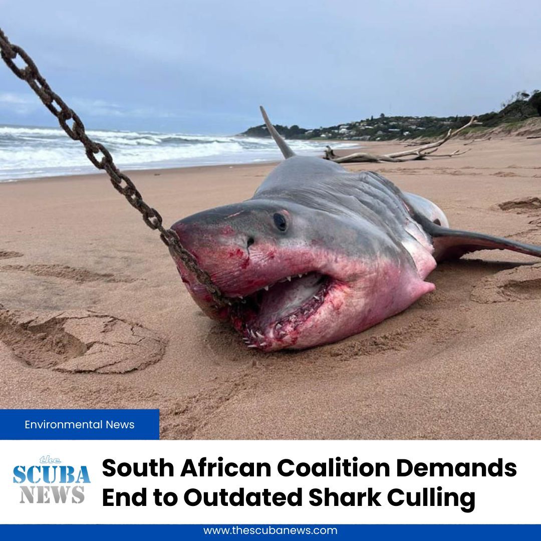 A rapidly growing coalition of over 40 organisations spanning the entire eastern coast line has launched a public campaign to end the use of shark nets and drumlines along the KZN coastline 

🦈 🤿 👉  buff.ly/vLas107

#Scuba #Diving #ScubaDiving #TSN #TheScubaNews