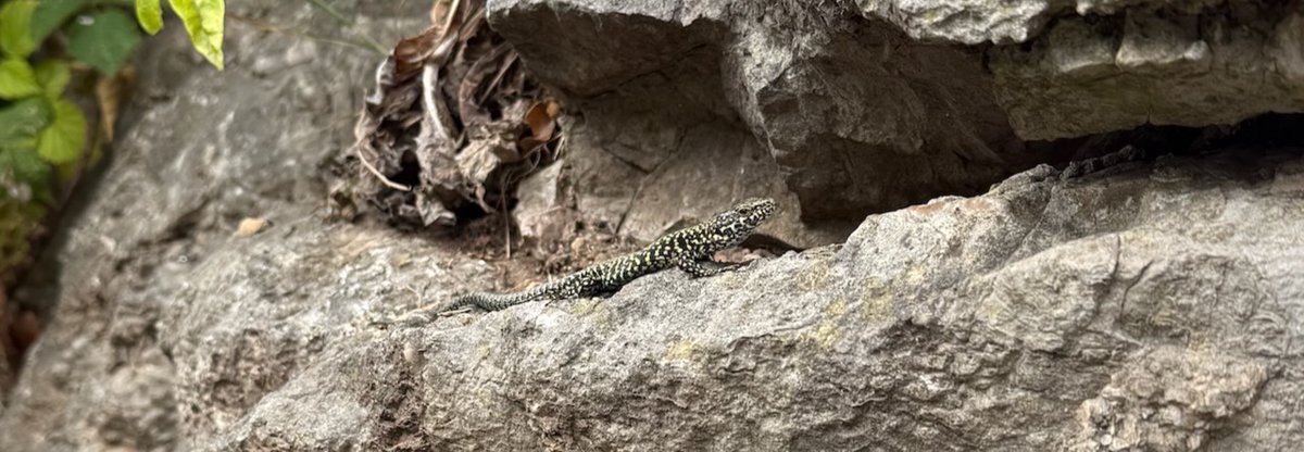 Ashley Coates tweet media