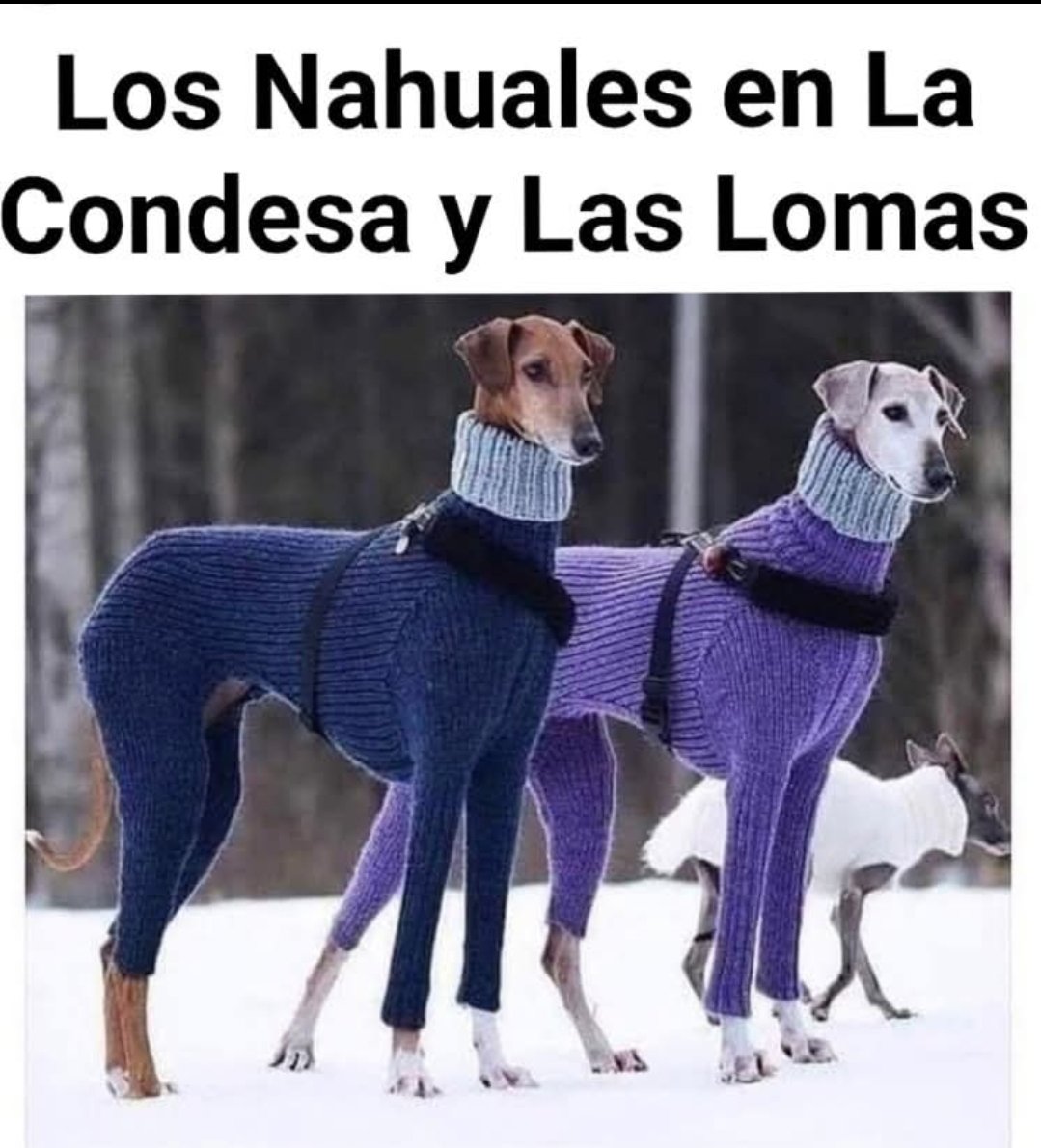 Edgar Rey Cuervo (@reycuervo1) on Twitter photo 