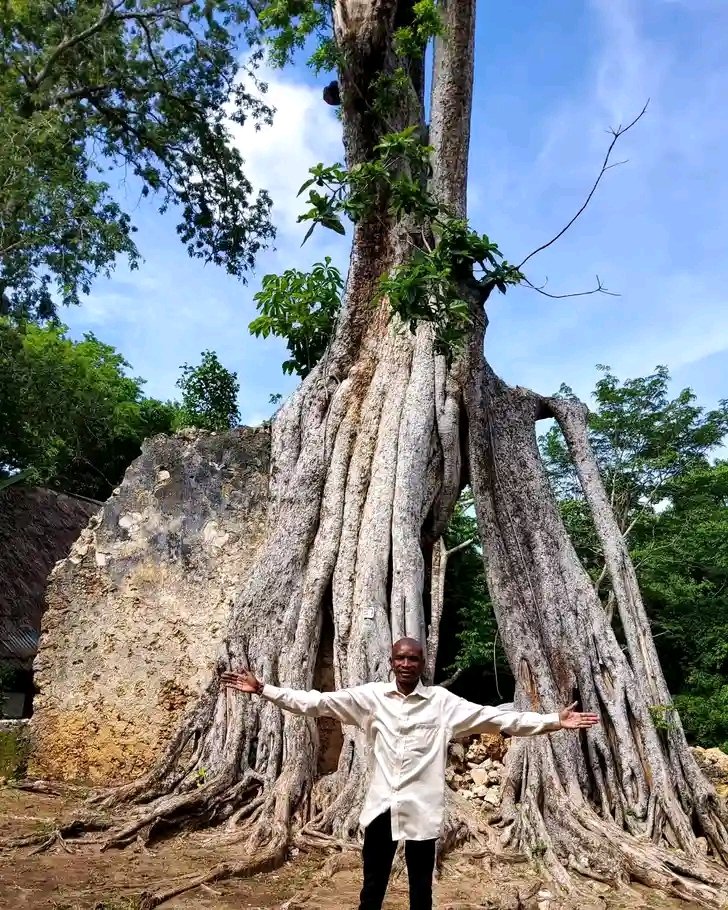 Armstrong Ongera (@armstrongongera) on Twitter photo A centuries old tree at the Gedi Ruins,a <a href="/UNESCO/">UNESCO ποΈ #Education #Sciences #Culture πΊπ³</a> World Heritage Site in Watamu, Kenya.The Gedi Ruins was built in the 13th Century.I visited to plant trees with ecotourists.Would you like to visit Gedi Ruins including the Butterfly Research Centre? <a href="/ATWATourism/">ATWA Tourism</a> can help organize. A centuries old tree at the Gedi Ruins,a <a href="/UNESCO/">UNESCO ποΈ #Education #Sciences #Culture πΊπ³</a> World Heritage Site in Watamu, Kenya.The Gedi Ruins was built in the 13th Century.I visited to plant trees with ecotourists.Would you like to visit Gedi Ruins including the Butterfly Research Centre? <a href="/ATWATourism/">ATWA Tourism</a> can help organize.