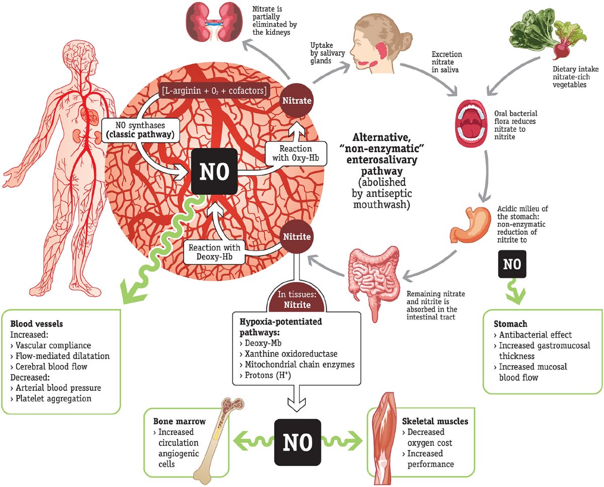 Fowler_Fitness1's tweet image. Meta-analyses and several large cohort studies have demonstrated that antiseptic mouthwashes are associated with mortality in hospitalized patients. Why? It kills nitric oxide producing bacteria in the mouth. The oral microbiome is no different than the gut — don’t kill it