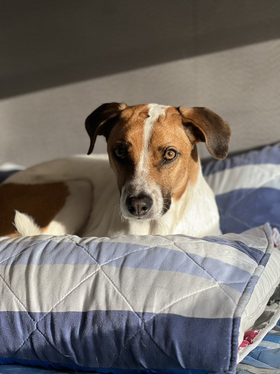 UrbanLEM's tweet photo. Adoptamos a Paco hace 2 años 🫶🏼 
Aca decimos que tiene un aire lejano a Vagabundo de disney, podría ser BUNDO 😂 #nadiedicenada https://t.co/Ab7R1XIcRs