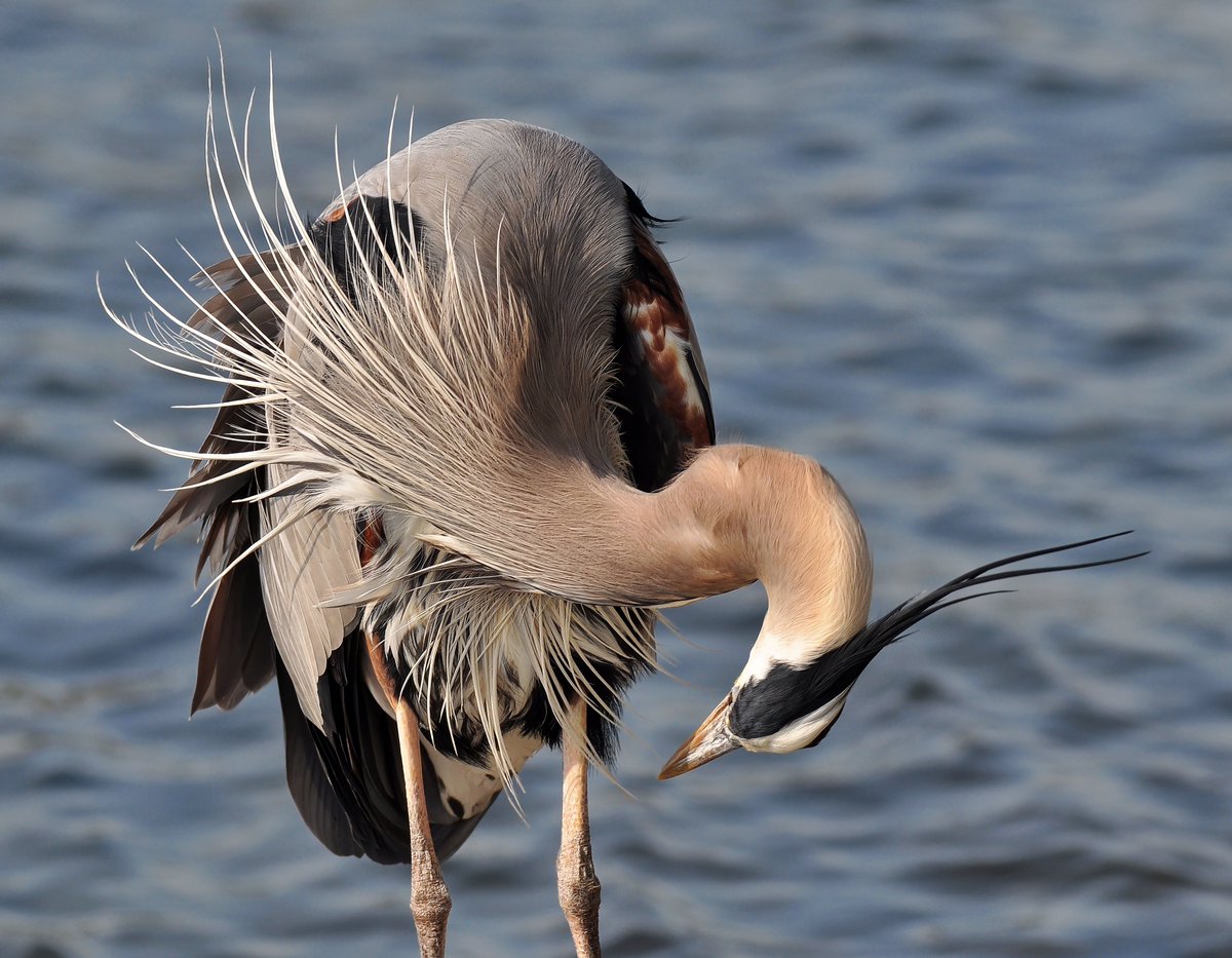 #WaderWednesday #GreatBlueHeron #GBH #Birds #WildlifePhotography   
A Great Blue Heron begins to preen on the waters edge.