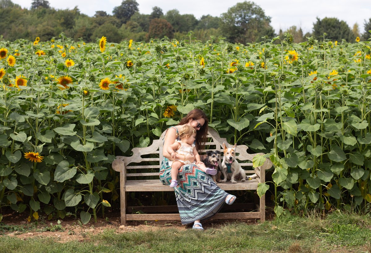 clambofficial's tweet photo. Sunny days and sunflowers 🌻 https://t.co/i2I1pbgHJL