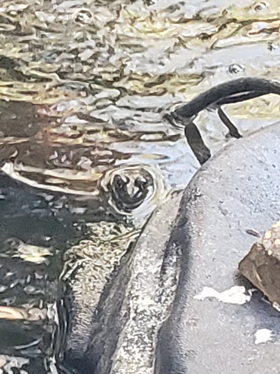 I had a guest join me for morning reading time today.
