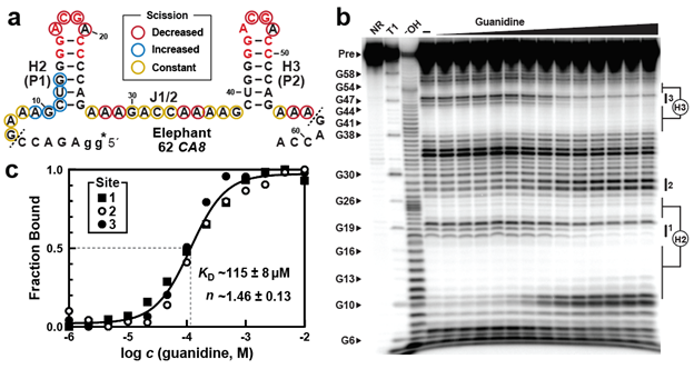 Ronald Breaker (@ronbreaker) on Twitter photo #Guanidine was known since the 1870s to affect muscle function. Vertebrates have guanidine-sensing #riboswitch RNAs linked to genes relevant to muscle disorders, including some for Ca2+ signaling and others relevant to #ataxia symptoms. <a href="/NatureComms/">Nature Communications</a> nature.com/articles/s4146… #Guanidine was known since the 1870s to affect muscle function. Vertebrates have guanidine-sensing #riboswitch RNAs linked to genes relevant to muscle disorders, including some for Ca2+ signaling and others relevant to #ataxia symptoms. <a href="/NatureComms/">Nature Communications</a> nature.com/articles/s4146…