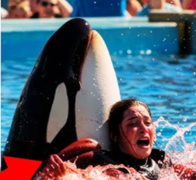 MarkGill11's tweet photo. Breaking 🐋 Jessica Radcliffe orca attack real video Twitter — dolphin Jessica accident original, is it true? nachrichten deutsch
That is how Jessica's life was ended by the Orca she trains ,rip 🥵 #jessica #rip #orcaattack
👇👇🥰🐋🐋
https://t.co/5Zevrv1xB1 https://t.co/h1LapJRGZ1