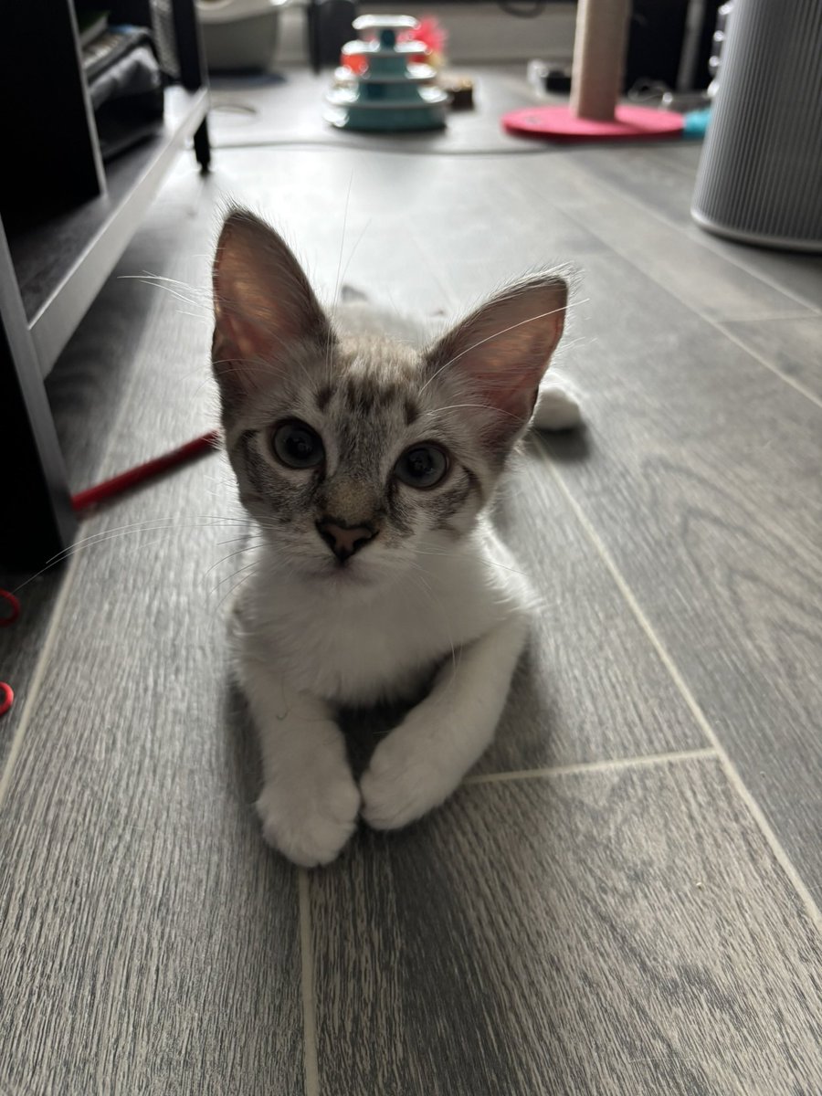 cait 🪩 tweet media