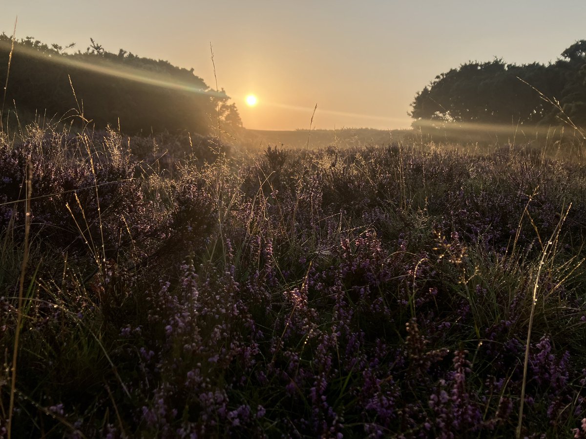 HIsinghood's tweet photo. Heather appreciation post v. 2.0. Maybe this will be a weekly thing while it's blooming? I can't get enough of the stuff at the moment. 🌾🪻
#helpthebees #wildflowersrule https://t.co/CeaygkvuDB