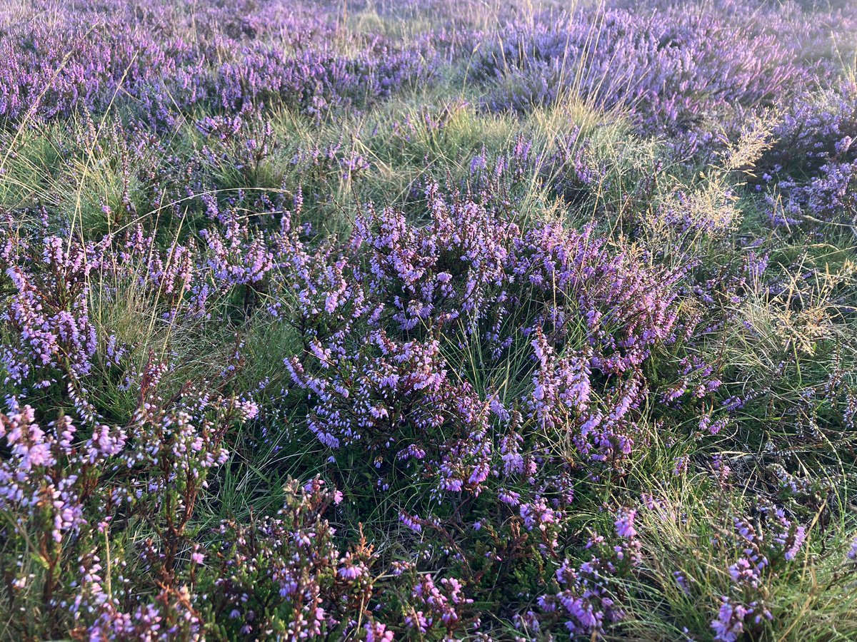 HIsinghood's tweet photo. Heather appreciation post v. 2.0. Maybe this will be a weekly thing while it's blooming? I can't get enough of the stuff at the moment. 🌾🪻
#helpthebees #wildflowersrule https://t.co/CeaygkvuDB