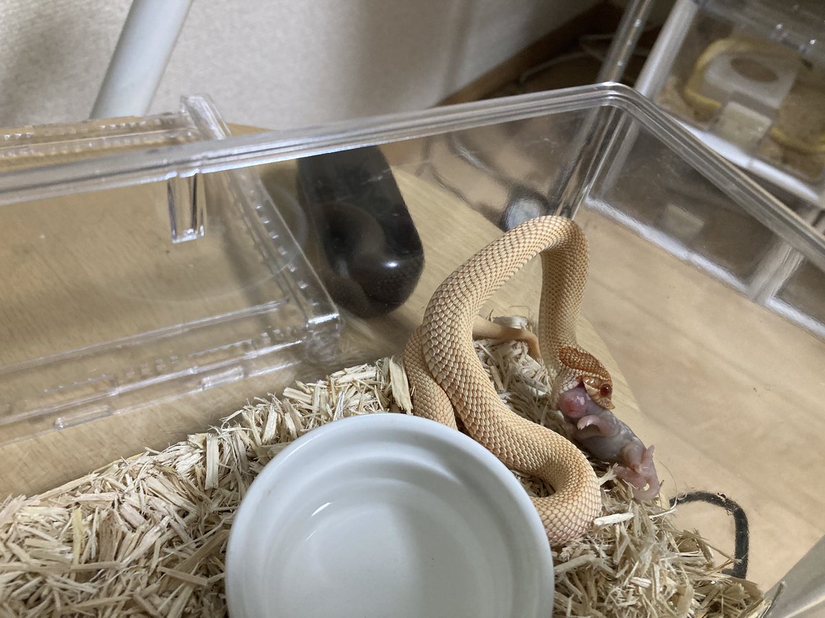 ベビベビおへぶの給餌day!

hetリューシ♂はサーモンヌリヌリしないと食べない！食べてくれればそれでええんやで😆偉い👏

アルビノスーパーコンダ♀はピンマMを3〜4日に1匹！うんち💩3箇所にしてたが黒くてドロっとしてて下痢ではなさそう？あげすぎか？
#シシバナヘビ