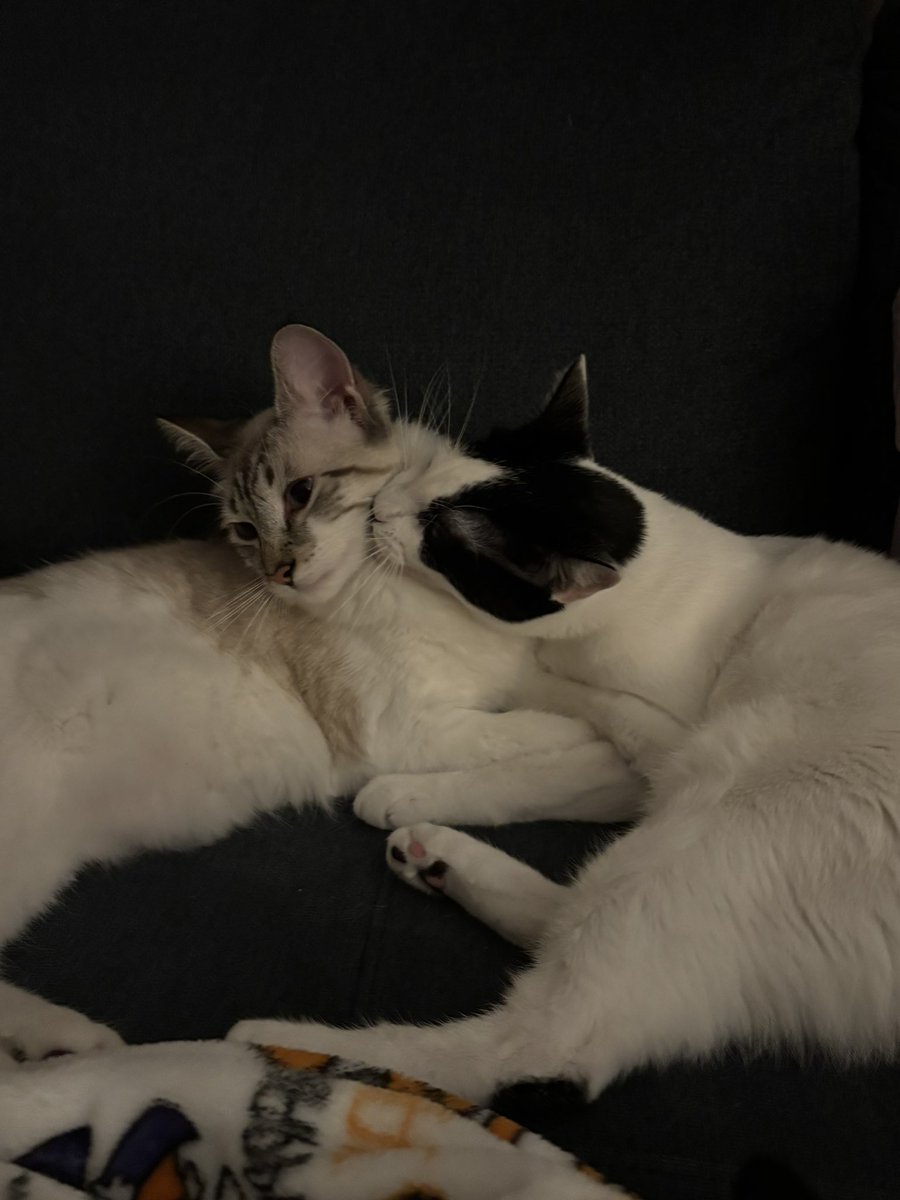 cait 🪩 tweet media