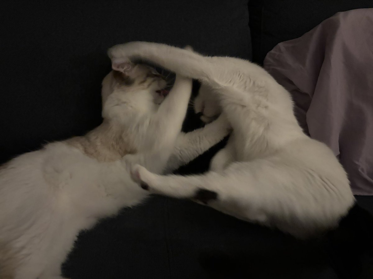 cait 🪩 tweet media