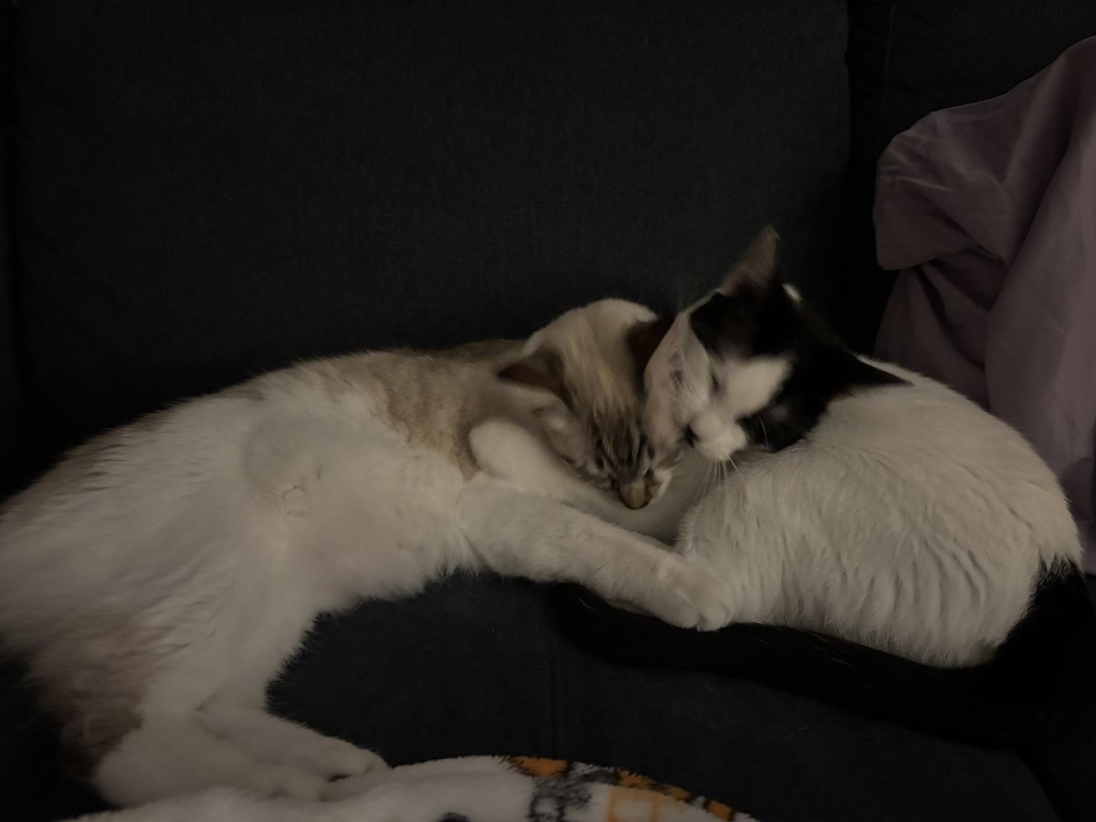 cait 🪩 tweet media