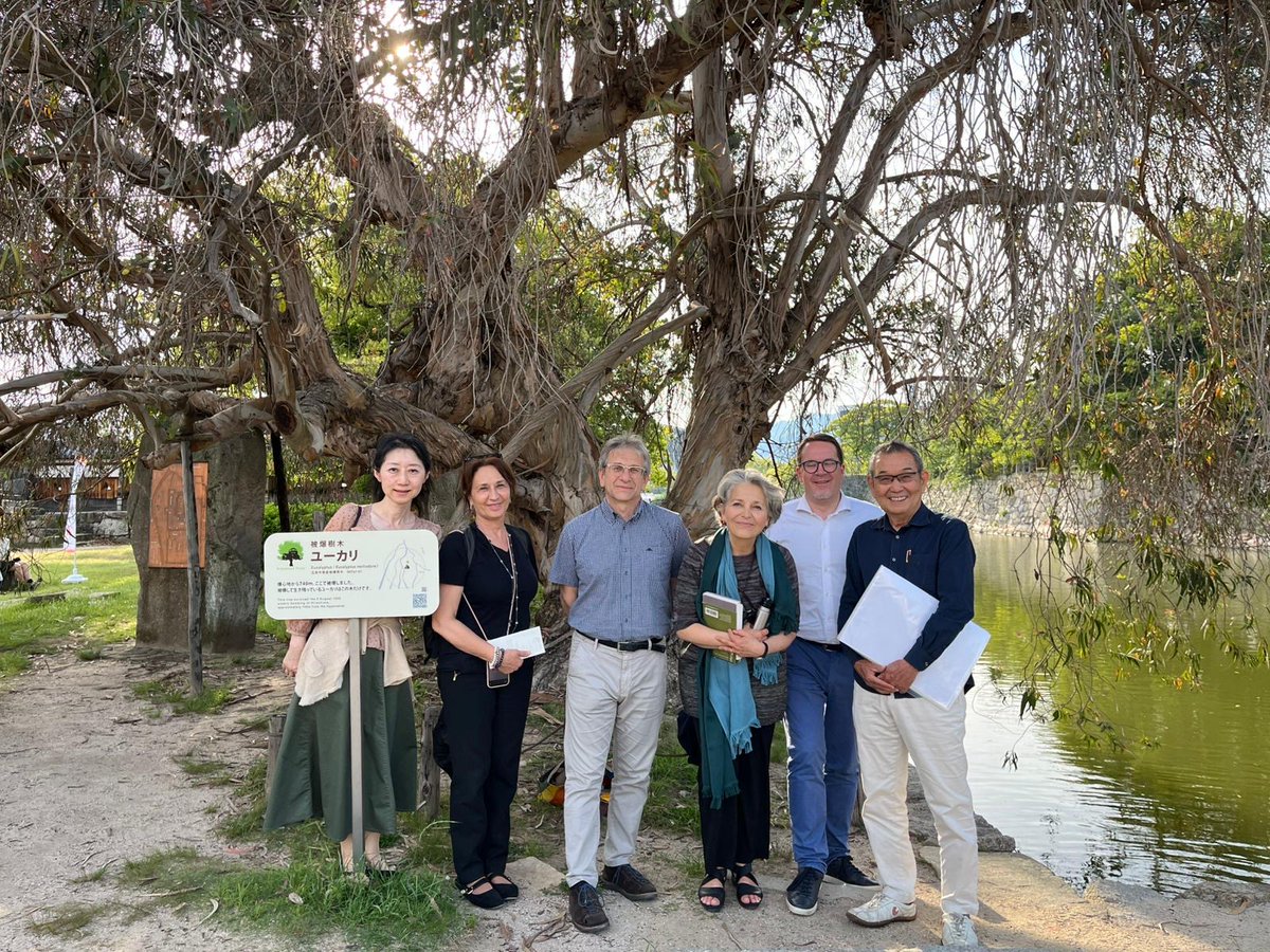 PEFC's tweet photo. 2025 marks 80 years since the atomic bombing of #Hiroshima. Among the survivors were not only people, but also trees: the Hibakujumoku. @pefcitalia &amp; @MSGVFoppette have brought this legacy to Italy by planting 51 Hibakujumoku trees 👉 https://t.co/hKp3UmD8p7 https://t.co/dluKYuKmAE