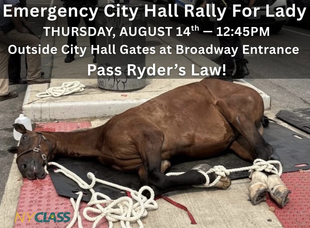 NYCLASS (@nyclass) on Twitter photo Thursday 12:45 PM – City Hall
1 week after “Lady” died in the street, we will rally to demand <a href="/NYCCouncil/">New York City Council</a> pass #RydersLaw before more tragedies.
Even <a href="/CentralParkNYC/">Central Park</a> says: BAN CARRIAGES.
📍 Broadway & Murray St Thursday 12:45 PM – City Hall
1 week after “Lady” died in the street, we will rally to demand <a href="/NYCCouncil/">New York City Council</a> pass #RydersLaw before more tragedies.
Even <a href="/CentralParkNYC/">Central Park</a> says: BAN CARRIAGES.
📍 Broadway & Murray St