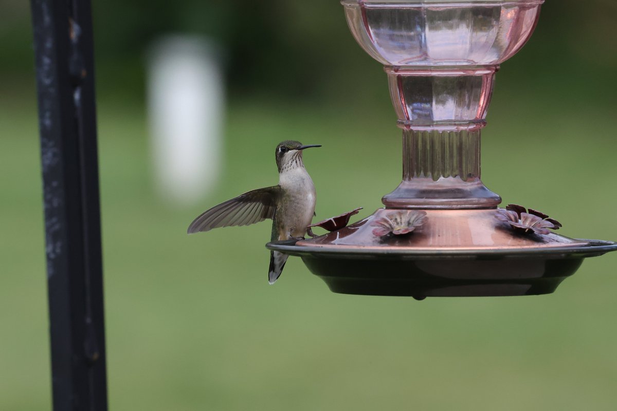 OneToad4u's tweet photo. GM GM everyone. Have you checked out #OneToadPhotography's blog recently #NFTcommunity? Today is about hummingbirds!

https://t.co/ff0jqw2vH7

#HummingbirdPhotography #HummingbirdLove #HummingbirdWatch #HummingbirdsOfInstagram #HummingbirdMagic #TinyBirdBigBeauty #NatureAsArt #VisualStorytelling #PoetryInFlight #WingsOfWonder #MomentsOfGrace #FeatheredElegance #BirdsOfWisconsin #WildlifeConservation #ProtectPollinators #EcoPhotography #NatureMatters #BackyardBirding #FineArtPhotographer #MacroBirdPhotography #FastShutterMagic #PhotographersOfInstagram #CaptureTheWild #NatureLens #OneToadPhotography #StoryThroughTheLens #LocalWildlifeSpotlight #JanesvilleNature #BirdLoversUnite #PhotographyForChange

@NatGeo @Discovery @AnimalPlanet @Disney