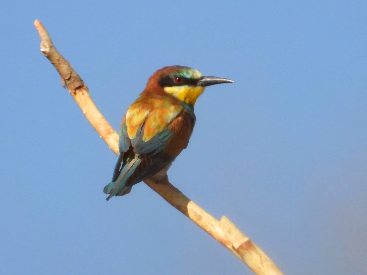 JuanjoDospunto0's tweet photo. Abejaruco europeo (Merops apiaster)
#abejaruco #meropidae #europeanbeeeater https://t.co/glfVwz1lxN