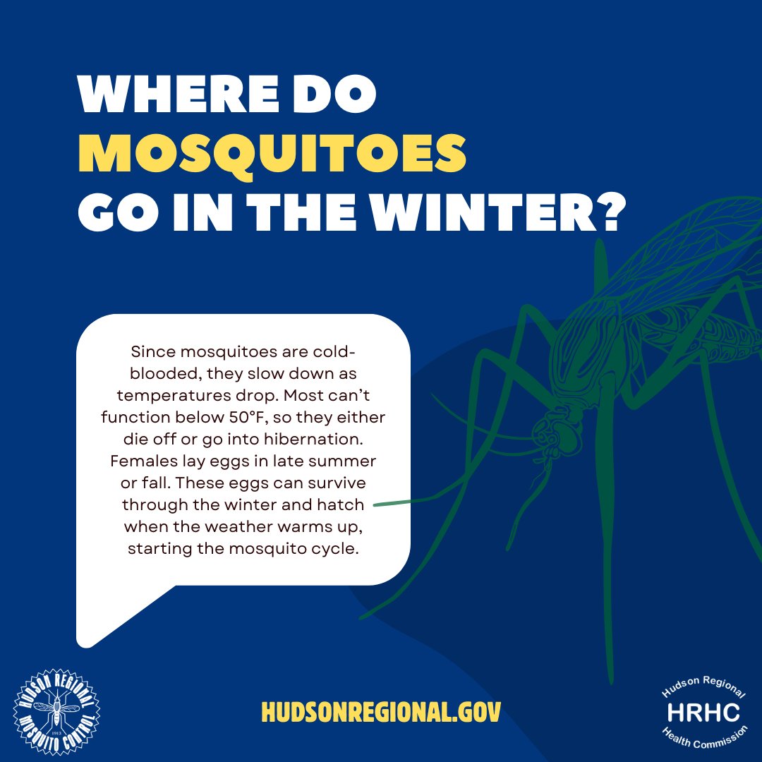 Hudson Regional Health Commission (@hudsonreghealth) on Twitter photo Where do mosquitoes disappear to in the winter? 
They don’t all die off - some hibernate, and others leave behind eggs that survive the cold and hatch in spring. 
That's how mosquitoes always come back in the warmer days.
Learn more at hudsonregional.gov Where do mosquitoes disappear to in the winter? 
They don’t all die off - some hibernate, and others leave behind eggs that survive the cold and hatch in spring. 
That's how mosquitoes always come back in the warmer days.
Learn more at hudsonregional.gov
