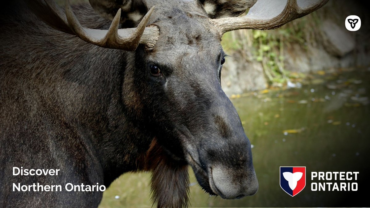 NorthON's tweet photo. Plan your summer escape to Northern Ontario. ☀️ 

Explore @cityofnorthbay and hike through the peaceful Laurier Woods Conservation Area. 

You may spot local wildlife, making this a great place for nature lovers and outdoor adventurers! 

#exploreON @ExploreON https://t.co/HkojojKTrq