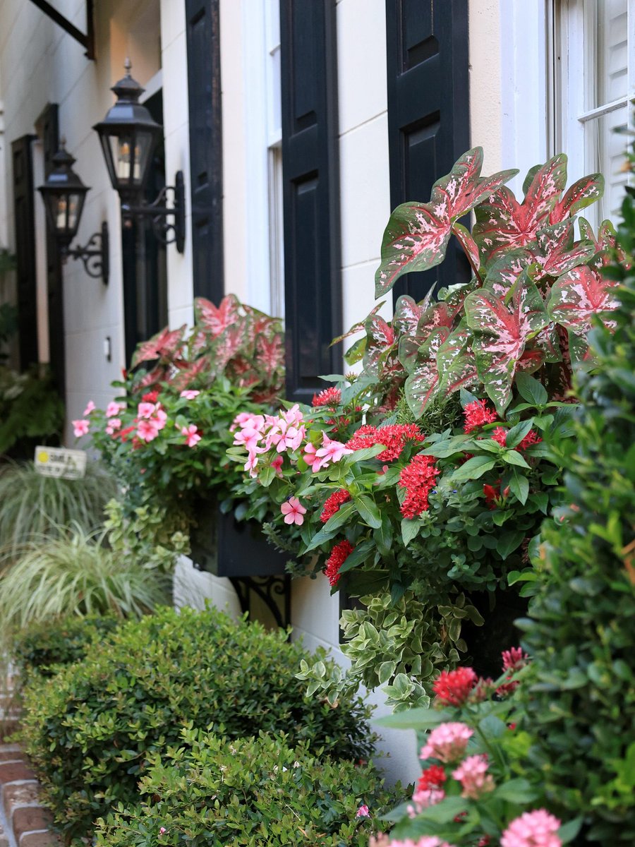 ExploreCHS's tweet photo. Happy #WindowBoxWednesday from Charleston! πΏ https://t.co/53mOeSIlBR