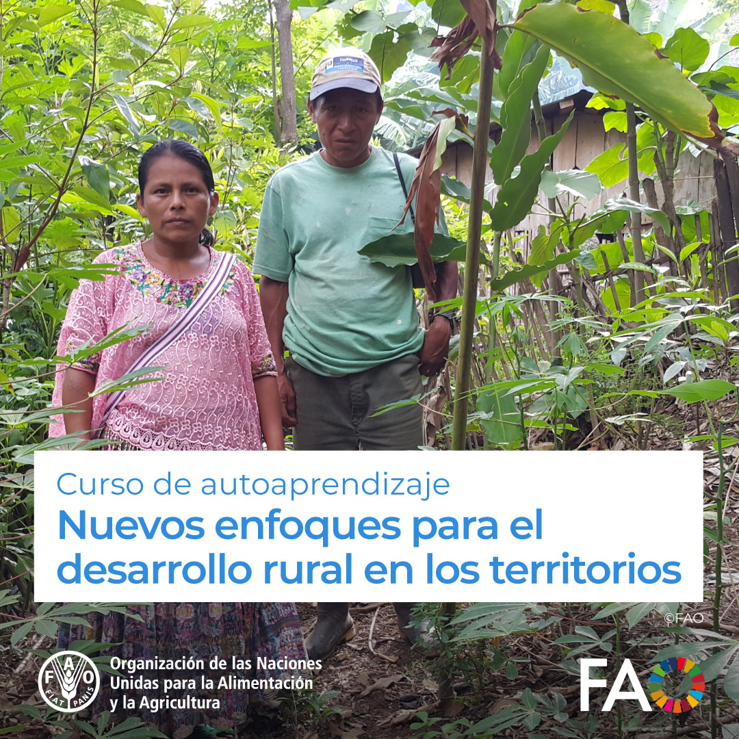 FAO Campus - America Latina y el Caribe (@faocampus) on Twitter photo 🎓 Curso gratuito en <a href="/FAOCampus/">FAO Campus - America Latina y el Caribe</a>
Nuevos enfoques para el desarrollo rural en los territorios 🧑🌾
El curso busca fortalecer las capacidades de los Gobiernos Regionales para la implementación de la Política Nacional de Desarrollo Rural
¡Matricúlate! ➡️ow.ly/2VLV50VAlo6 🎓 Curso gratuito en <a href="/FAOCampus/">FAO Campus - America Latina y el Caribe</a>
Nuevos enfoques para el desarrollo rural en los territorios 🧑🌾
El curso busca fortalecer las capacidades de los Gobiernos Regionales para la implementación de la Política Nacional de Desarrollo Rural
¡Matricúlate! ➡️ow.ly/2VLV50VAlo6