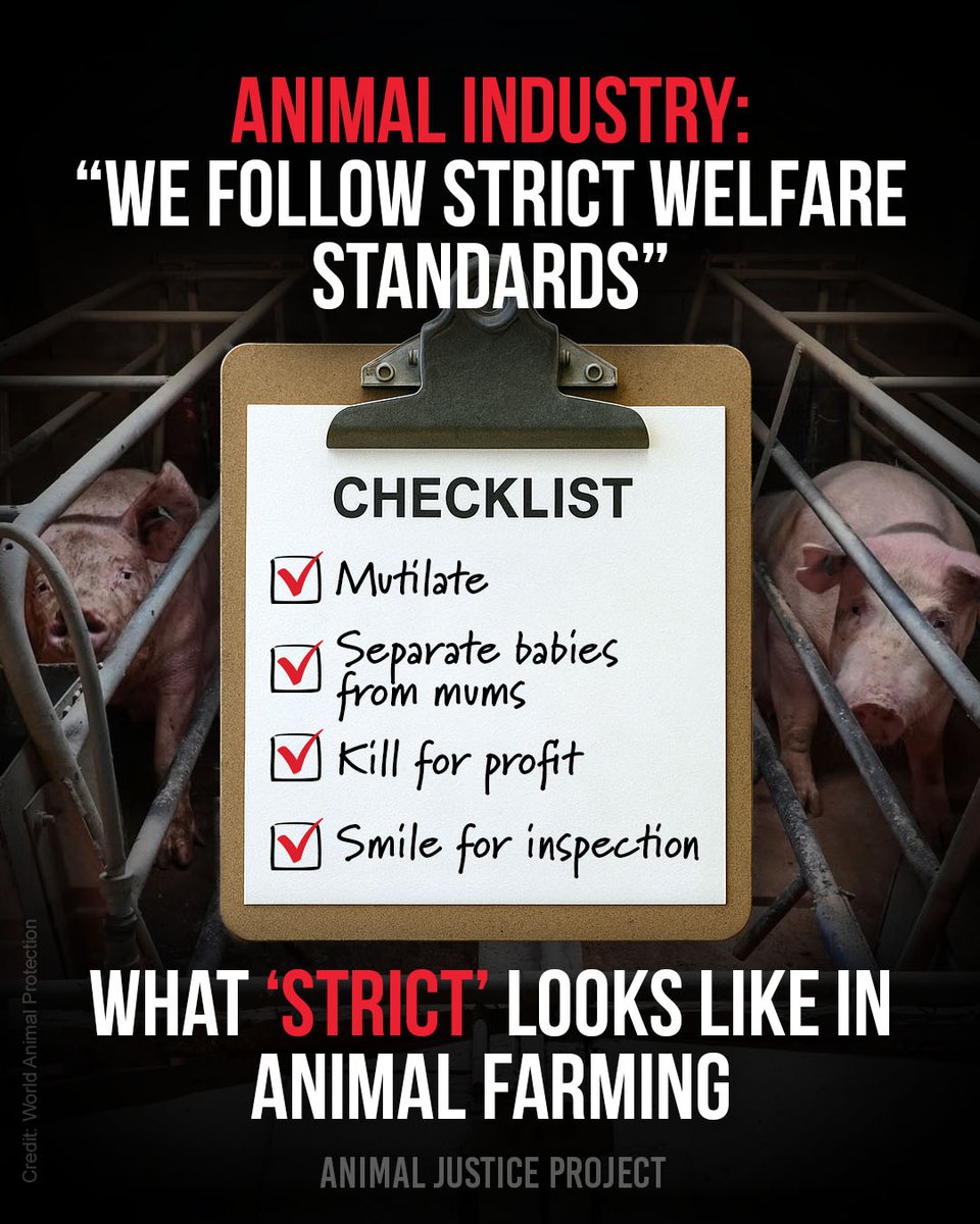 ajpReact's tweet image. The animal farming industry:
☑ Mutilate
☑ Separate babies from mums
☑ Kill for profit
☑ Smile for inspection

When cruelty is built into the standards, &apos;welfare&apos; claims are just a window dressing.

#RightsNotWelfare #AnimalJusticeProject #AnimalRights