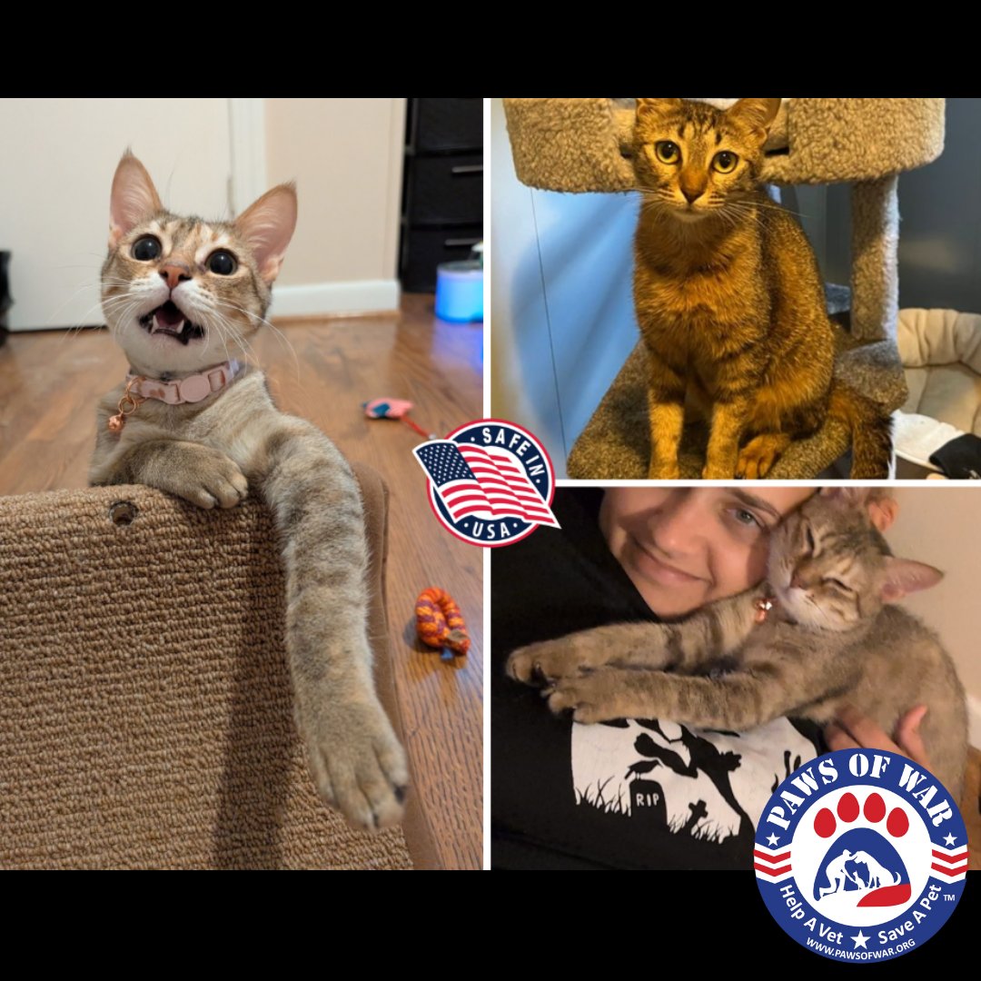 Paws of War tweet media