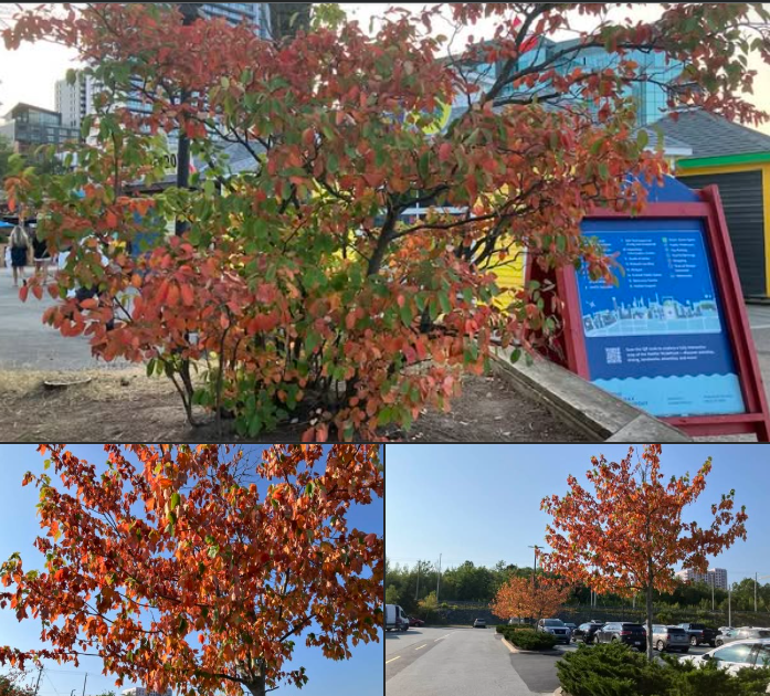 These look like autumn foliage changes but they are due to drought stress (Halifax/Dartmouth NS).  Some small trees are seeing leaves die-off. I’ve seen even some larger trees (birch and aspens) with a lot of yellowing leaves. We're in stage 2 (D2) Svr Drought