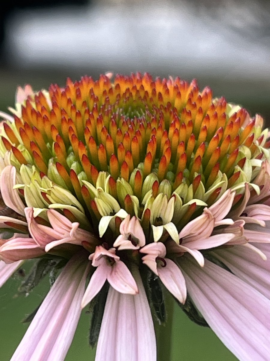 hollyastuart's tweet photo. Adventures In Microscopy: Echinacea Pollen
Big beautiful flowers, challenging pollen access... but worth it when you see the sparkling (and spiky!) darkfield images! Enjoy!
Foldscope 2.0, 340X lens
#FearlessMicroscopy #STEAM #ScienceIsBeautiful #GardenMicroscopy #Foldscope https://t.co/B4aoaCcv4l