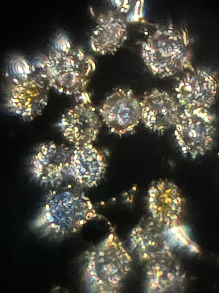 hollyastuart's tweet photo. Adventures In Microscopy: Echinacea Pollen
Big beautiful flowers, challenging pollen access... but worth it when you see the sparkling (and spiky!) darkfield images! Enjoy!
Foldscope 2.0, 340X lens
#FearlessMicroscopy #STEAM #ScienceIsBeautiful #GardenMicroscopy #Foldscope https://t.co/B4aoaCcv4l