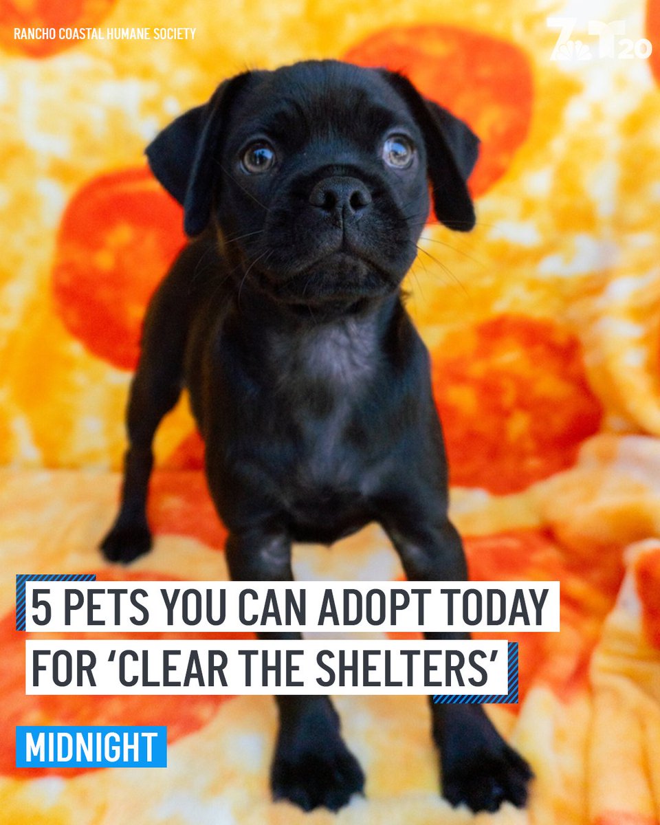 Make way for this week's featured pets for #ClearTheShelters: Midnight, Patches, Arlo, Paul Bryar and Cheesy Nola! 🐾 @cleartheshelter on.nbc7.com/hMrzLeY