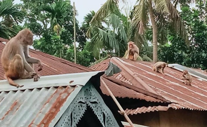 হোসেনপুরে বানর আতঙ্কে অতিষ্ঠ জনজীবন