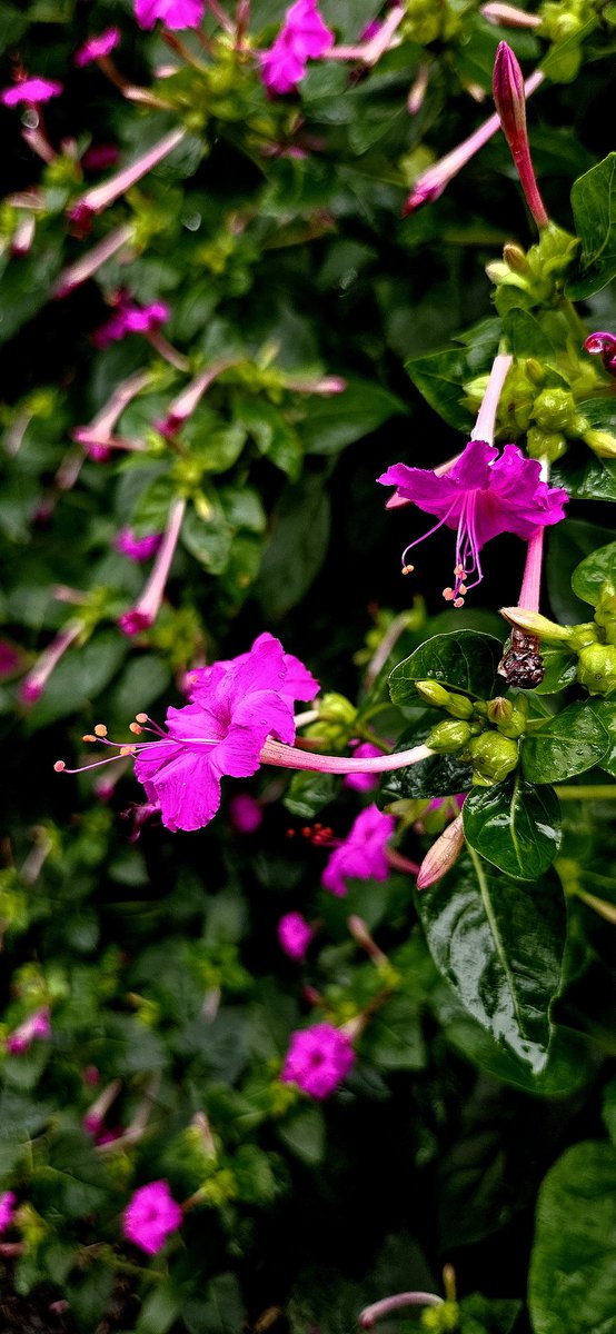 VidyaG88's tweet image. Time to make my timeline beautiful.
Pls drop in your floral photography  !!

“Wildflowers are proof that beauty needs no permission.”
- Be yourself. Bloom when your time comes.

#NoteToSelf
#flowerphotography