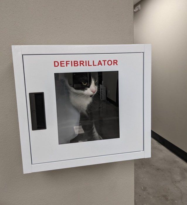 cats with jobs 🛠 (@catworkers) on Twitter photo 