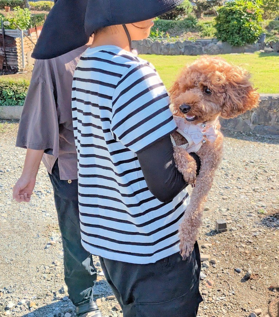 墓参りだったので、米粉ココアシフォンケーキと犬用ピザをおやつに作った。わんころ食べてくれず、人間と同じケーキがほしいとごねる。水出しアイスコーヒーが好評だった。