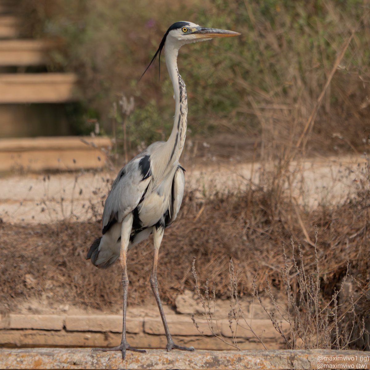 MaximVivo's tweet photo. Mai em deixa de sorprendre com de llargues i esveltes són les garses reials.
#garsareial #agroblau #garzareal #Ardeacinerea #Greyheron #birdwatching #sueca #BirdPhotogaphy #albuferadevalencia #birds #bird https://t.co/LH50L55w0B