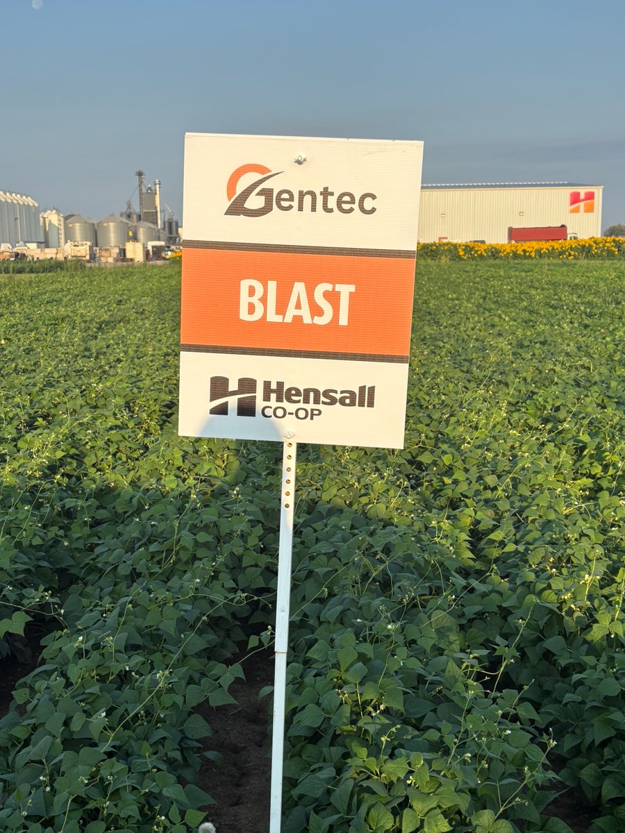 HDCAgronomy's tweet photo. Blast white beans are in full bloom and moving into pod fill! This aggressive grower is stacking up pods for strong yield potential.
#Gentec #Blast #WhiteBeans #BeanUpdate #IfYouDontKnowUsYouDontKnowBEANS https://t.co/Wz8d970WOM