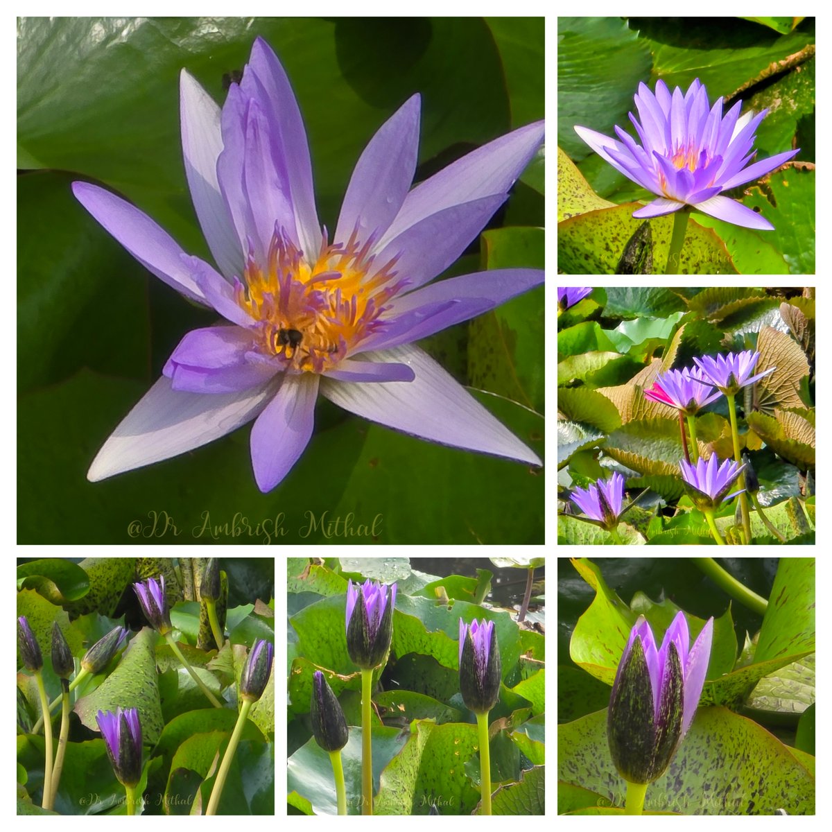 Dr Ambrish Mithal (@drambrishmithal) on Twitter photo What a sight to behold on a Sunday morning-
blue water lilies blooming in <a href="/sundernursery/">Sunder Nursery Park</a>
"neeli kumudini" "neelkamal"
The bottom row shows the lilies at 8 AM, before the sunrays reached them.
As the sunrays lit up the blue beauties - they bloomed, and how!
(The pink lilies What a sight to behold on a Sunday morning-
blue water lilies blooming in <a href="/sundernursery/">Sunder Nursery Park</a>
"neeli kumudini" "neelkamal"
The bottom row shows the lilies at 8 AM, before the sunrays reached them.
As the sunrays lit up the blue beauties - they bloomed, and how!
(The pink lilies